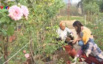 Buổi sáng của những nông dân trồng hoa hồng