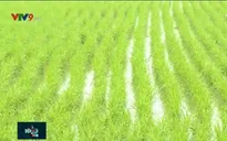 Khởi sắc vùng quê Khmer nhờ hợp tác sản xuất lúa giống