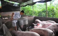 12 doanh nghiệp cam kết giảm giá thu mua lợn hơi trên cả nước