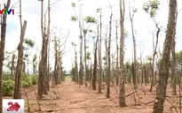 Cạn nước mắt khi cả ngàn trụ tiêu bị kẻ xấu chặt phá