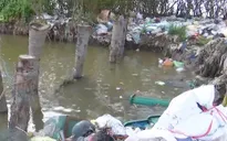 Cà Mau: Kiến nghị đóng cửa 2 bãi rác nằm trong rừng phòng hộ