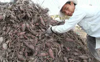 Khoai lang cần được xuất khẩu chính ngạch