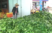 Chưa có dấu hiệu bất thường từ việc thu mua số lượng lớn lá nhàu