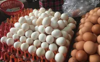 Giá trứng gia cầm tăng cao, người chăn nuôi phấn khởi