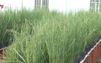 Lạ mắt với cây trúc kiểng không lá, sống được dưới nước