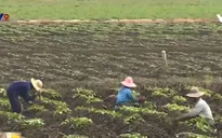 Vĩnh Long: Khoai lang rớt giá, nông dân vẫn ồ ạt xuống giống