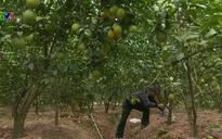 Lục Ngạn với các sản phẩm đặc trưng 2018