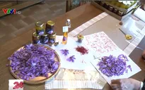 Nghệ tây - "Vàng đỏ" Hy Lạp giảm sản lượng do khô hạn