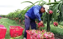 Thanh long Bình Thuận tăng giá trở lại
