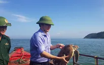 Một cá thể rùa được thả về biển ở Hà Tĩnh