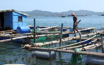 Kéo dài mâu thuẫn do nuôi thủy sản trong khu du lịch quốc gia vịnh Xuân Đài
