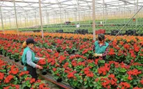 Lâm Đồng: Tăng diện tích rau, hoa vụ Tết 2019