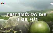 Chuyện nhà nông với nông nghiệp: Phát triển cây cam ở Khe Mây
