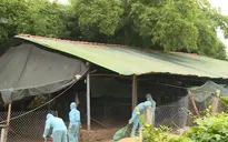 Những lưu ý đối với người chăn nuôi để tránh lây lan cúm A/H5N6