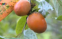 Ghé thăm những vườn hồng chín vàng ở Đà Lạt