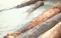 Rừng nguyên sinh đang bị tàn phá không thương tiếc