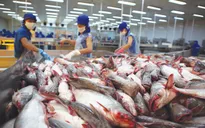 Xuất khẩu cá tra sang Trung Quốc tăng đột biến