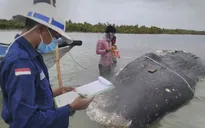 Chưa tìm ra nguyên nhân cá voi chết tại Indonesia