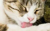 Phát hiện mới về lưỡi mèo