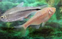 Cá cảnh tetra Mexico có khả năng chữa trị bệnh tim mạch?