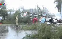 Ảnh hưởng bão số 9, TP Vũng Tàu mưa lớn, hàng loạt cây xanh ngã đổ
