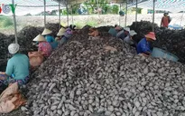Hàng nghìn tấn khoai lang nằm ngoài ruộng do không tiêu thụ được