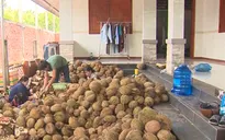 Sầu riêng ở Tiền Giang ế do thương lái ngừng thu mua