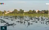 Vùng trồng thanh long Bình Thuận bị ảnh hưởng nặng do bão
