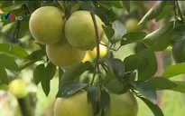 Bán cam qua mạng - Sự thay đổi tư duy sản xuất và kinh doanh của nông dân thời 4.0