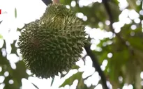Malaysia hưởng lợi nhờ nhu cầu sầu riêng tại Trung Quốc