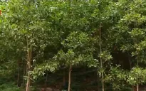 Ngành gỗ đáp ứng thị trường