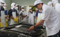 Xuất khẩu cá ngừ khởi sắc dịp cuối năm