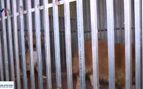 Hà Nội triển khai thí điểm đội săn bắt chó thả rông