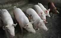 Đồng Nai chi hơn 17 tỷ đồng ứng phó bệnh dịch tả lợn châu Phi
