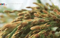 Câu chuyện Sở hữu trí tuệ: Vì sao có những chỉ dẫn địa lý chưa thể phát huy được giá trị?
