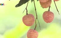 Vải thiều Bắc Giang được công nhận là đặc sản Đông Nam Á