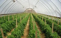 Quảng Nam nhân rộng mô hình rau sạch nhà lưới