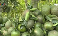 Nức tiếng cam sành ngon ngọt trồng theo phương thức hữu cơ
