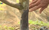 Kẻ gian phá hoại vườn trái cây ở Đồng Tháp