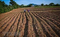 El Nino có thể xảy ra trong vụ Đông Xuân