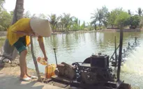 Người nuôi tôm gặp khó khăn vì thiếu điện