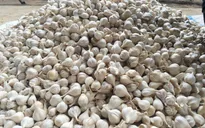 Kinh nghiệm nhận biết tỏi Lý Sơn chính hiệu