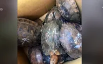 Phát hiện xe khách chở gần 500 kg rùa, rắn thuộc diện quý hiếm