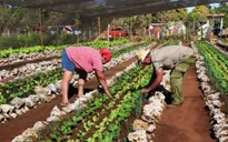 Mỹ và Cuba hợp tác nông nghiệp