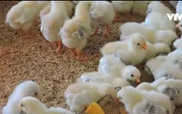 Mô hình nuôi gà bằng nhạc giao hưởng