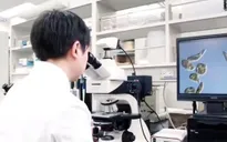Xăng sinh học từ tảo biển