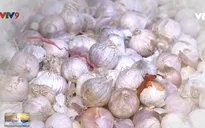 Tỏi cô đơn Lý Sơn bị mạo danh, người tiêu dùng nên thận trọng