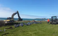51 cá voi chết do mắc cạn tại New Zealand
