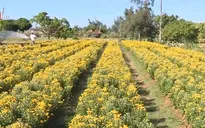 Hơn 15 triệu chậu hoa cảnh phục vụ Tết 2019
