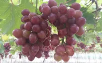Nguồn vốn tái đầu tư cho nông dân - Nhu cầu cấp thiết sau thiên tai